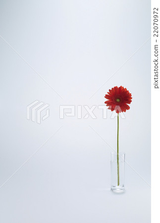 Carnation  22070972