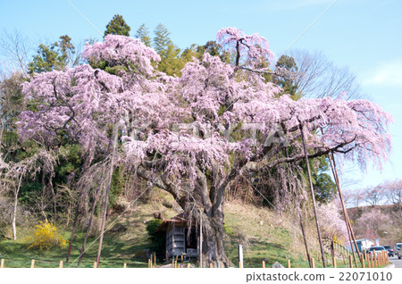 紅冠Jizoku櫻桃樹 22071010