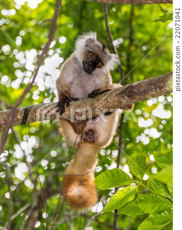 Lemur in Nosy Be, Madagascar 22071041