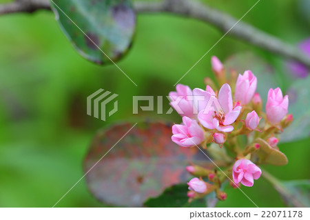 Sharimbai花和雨滴 22071178