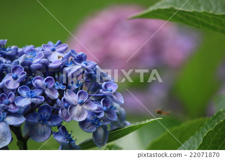 繡球 繡球 22071870