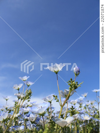 喜林草 喜林草 22071874