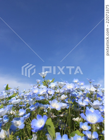 喜林草 喜林草 22071875
