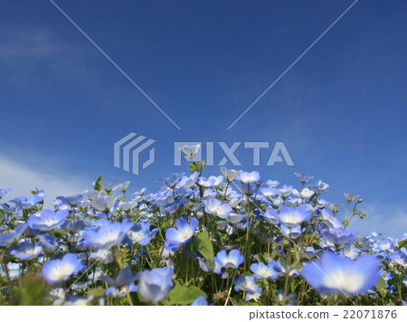 Nemophila Nemophila 22071876