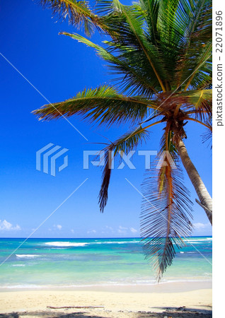 Perfect tropical shore with palm trees Perfect tropical shore with palm trees 22071896