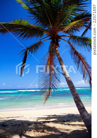 Perfect tropical shore with palm trees Perfect tropical shore with palm trees 22071897