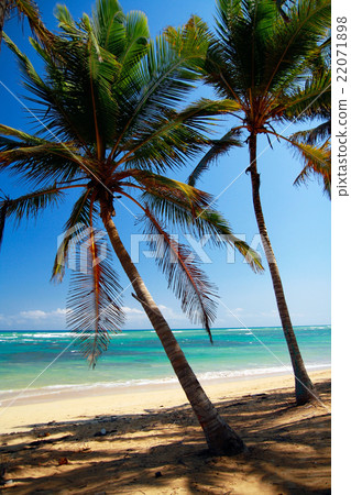 Perfect tropical shore with palm trees Perfect tropical shore with palm trees 22071898