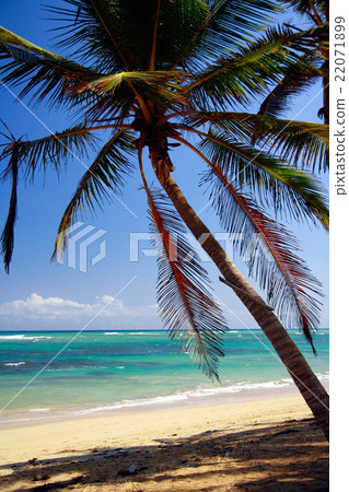 Perfect tropical shore with palm trees Perfect tropical shore with palm trees 22071899