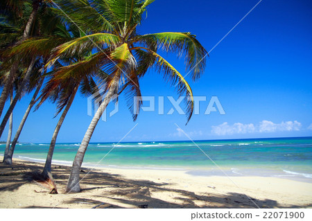 Perfect tropical shore with palm trees Perfect tropical shore with palm trees 22071900