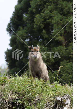 Antelope Antelope 22072034