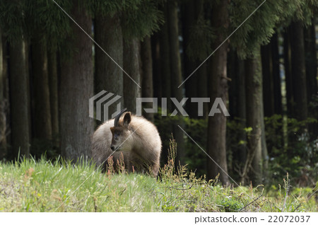 Antelope Antelope 22072037