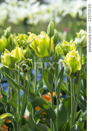 Tulip 22072039