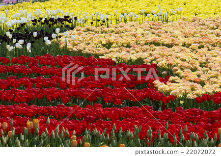 Tulip 22072072