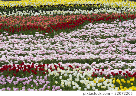 Tulip 22072205