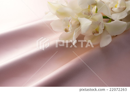 Pink satin and white cymbidium 22072263