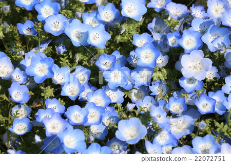 Nemophila of Hitachi Seaside Park Nemophila of Hitachi Seaside Park 22072751