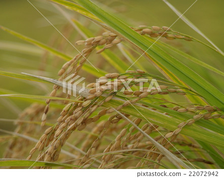 收穫很快 22072942