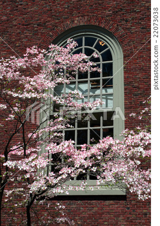 Harvard Square, Cambridge.. 22073038