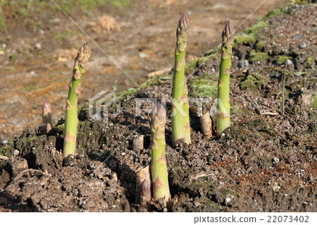 領域綠色蘆筍 22073402