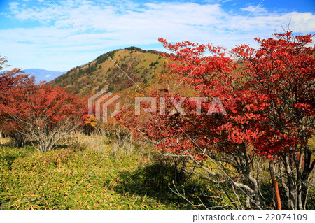 Autumnal leaves f major bodrum Autumnal leaves f major bodrum 22074109
