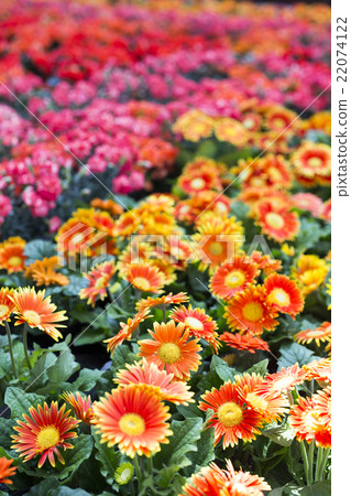 A flowerbed flower in the spacetime space of the station city of Umeda in Kita-ku Osaka-shi, Osaka 22074122