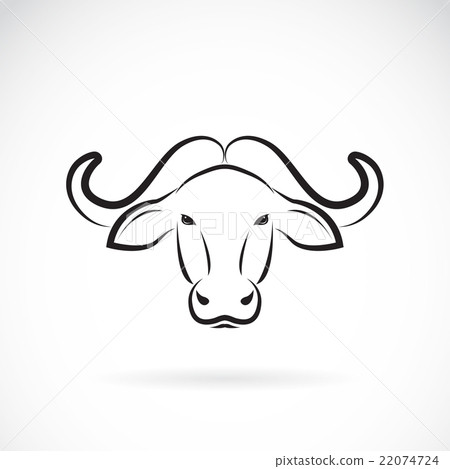 Vector image of a buffalo head on white background - Stock Illustration ...