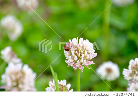 白土和瓢蟲3 22074741