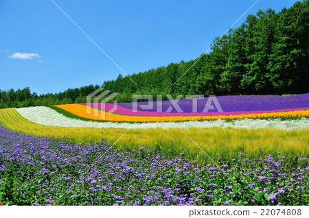 夏天·農場富田 夏天·農場富田 22074808