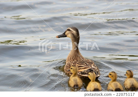 Karamigo parents walk in the pond Karamigo parents walk in the pond 22075117