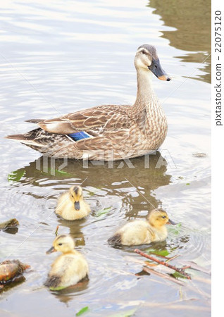 Karamigo父母走進池塘 22075120