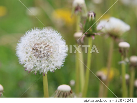 蒲公英絨毛 22075241