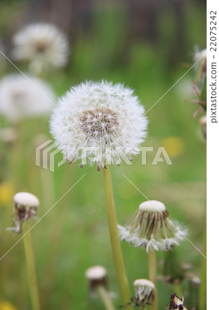 Dandelion fluff 22075242