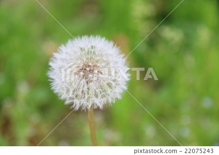 蒲公英絨毛 蒲公英絨毛 22075243