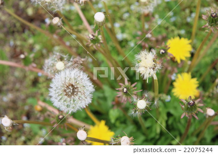 蒲公英絨毛 22075244