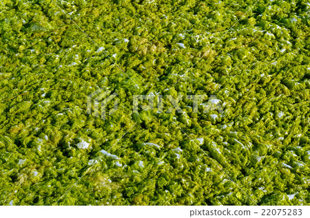 Green algae with water. Green algae with water. 22075283