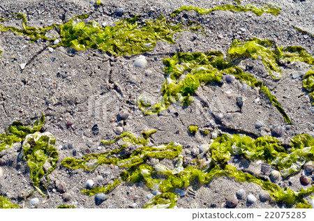 Green algae on sand and shells. Green algae on sand and shells. 22075285