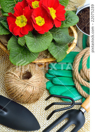Gardening tools and beautiful red primula Gardening tools and beautiful red primula 22075289