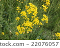 強姦開花 22076057