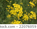 強姦開花 22076059