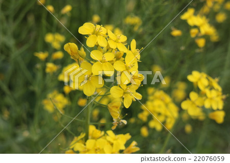 強姦開花 22076059
