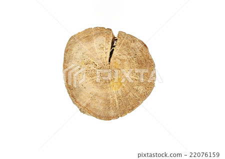 tree trunk cross section, clipping path tree trunk cross section, clipping path 22076159