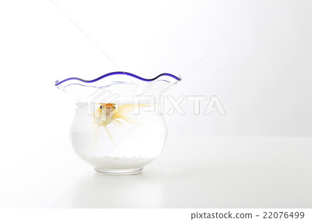 金魚 金魚 22076499