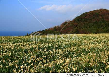 在越前海岸的黃水仙 在越前海岸的黃水仙 22076772