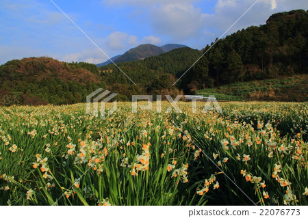 在越前海岸的黃水仙 在越前海岸的黃水仙 22076773
