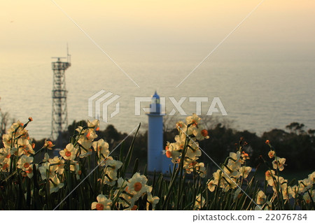Daffodils on the Echizen coast Daffodils on the Echizen coast 22076784