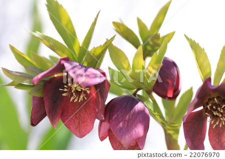 Christmas roses blooming in a flower bed Gardening Christmas roses blooming in a flower bed Gardening 22076970