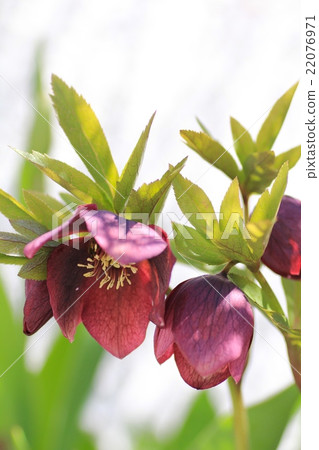 Christmas roses blooming in a flower bed Gardening Christmas roses blooming in a flower bed Gardening 22076971