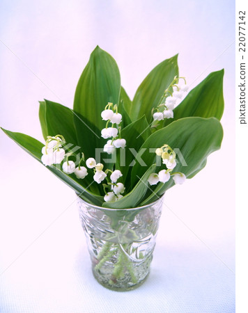 Valley lily in the glassware 22077142