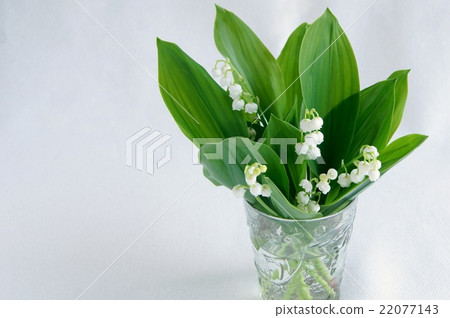 Valley lily in the glassware Valley lily in the glassware 22077143