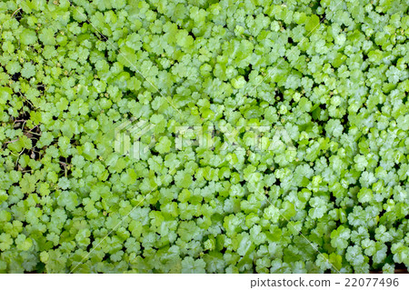 Tideloga Tideloga 22077496